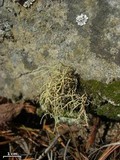 Usnea halei image