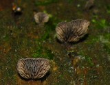 Resupinatus applicatus image