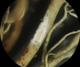 Usnea halei image