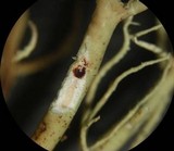 Usnea halei image