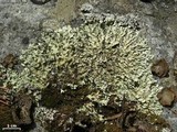 Xanthoparmelia angustiphylla image