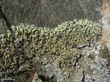 Xanthoparmelia angustiphylla image