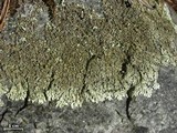 Xanthoparmelia conspersa image