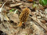 Morchella sceptriformis image