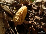 Morchella sceptriformis image