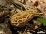Morchella sceptriformis image