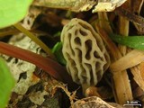 Morchella sceptriformis image
