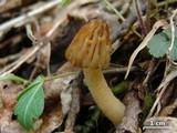 Morchella punctipes image
