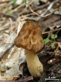 Morchella punctipes image
