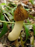 Morchella punctipes image
