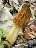 Morchella punctipes image