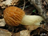 Morchella punctipes image