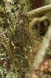 Bryoria furcellata image