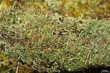 Cladonia didyma image
