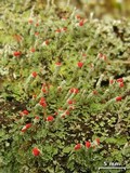 Cladonia didyma image
