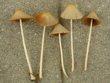 Conocybe apala image