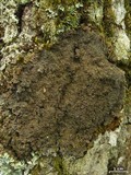 Parmeliella appalachensis image