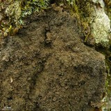 Parmeliella appalachensis image