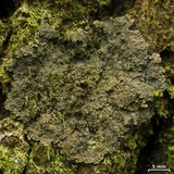 Parmeliella appalachensis image