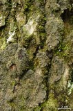 Parmeliella appalachensis image