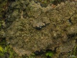 Parmeliella appalachensis image