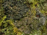 Fuscopannaria leucosticta image
