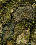 Fuscopannaria leucosticta image