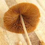 Conocybe apala image