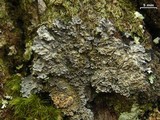 Pannaria tavaresii image