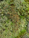 Cladonia caespiticia image