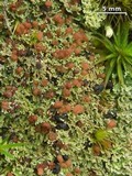Cladonia caespiticia image