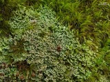 Cladonia caespiticia image