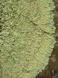 Flavoparmelia baltimorensis image