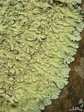 Flavoparmelia baltimorensis image