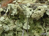 Flavoparmelia baltimorensis image