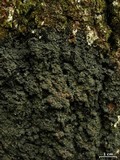 Fuscopannaria leucosticta image