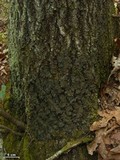 Fuscopannaria leucosticta image