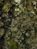 Fuscopannaria leucosticta image