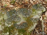 Peltigera horizontalis image
