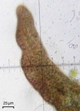 Leptogium teretiusculum image
