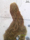 Leptogium teretiusculum image