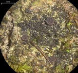 Leptogium teretiusculum image