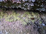 Chaenotheca furfuracea image