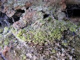 Chaenotheca furfuracea image