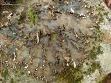 Peltigera horizontalis image