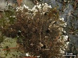Peltigera horizontalis image