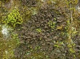 Nephroma helveticum image