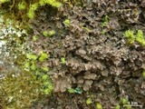 Nephroma helveticum image