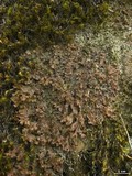 Nephroma helveticum subsp. helveticum image