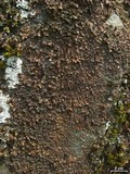 Nephroma helveticum image